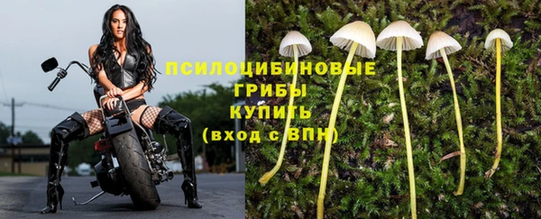 PSILOCYBIN Волосово