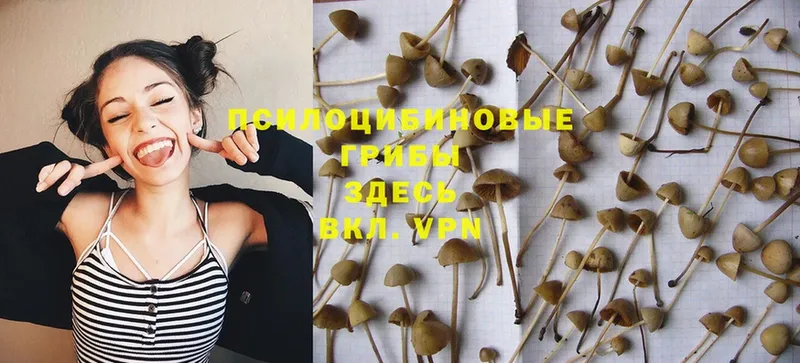 Псилоцибиновые грибы Psilocybe  Краснообск 